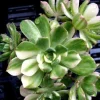 Variegated Pinwheel Aeonium Haworthia Variegata Live Succulent Plant - Image 1