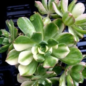 Variegated Pinwheel Aeonium Haworthia Variegata Live Succulent Plant - Image 1
