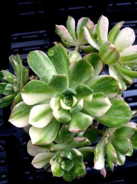 Variegated Pinwheel Aeonium Haworthia Variegata Live Succulent Plant - Image 1