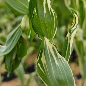 Variegated Solomon's Seal Live Plant – Polygonatum x hybridum striatum – 5.25