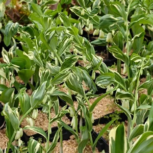 Variegated Solomon's Seal Live Plant – Polygonatum x hybridum striatum – 5.25