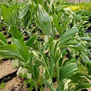 Variegated Solomon's Seal Live Plant – Polygonatum x hybridum striatum – 5.25
