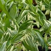 Variegated Solomon's Seal Live Plant – Polygonatum x hybridum striatum – 5.25" Pot – Well Rooted Perennial - Image 1