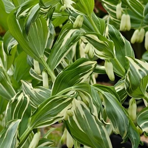 Variegated Solomon's Seal Live Plant – Polygonatum x hybridum striatum – 5.25