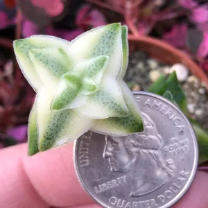 Variegated String of Buttons Live Plant – Crassula Perforata Variegata Succulent – Indoor/Outdoor - Image 2