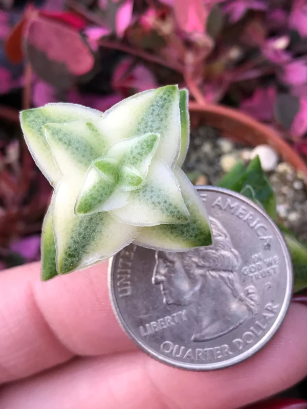 Variegated String of Buttons Live Plant – Crassula Perforata Variegata Succulent – Indoor/Outdoor - Image 2