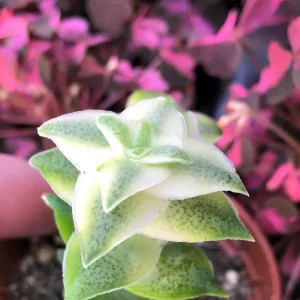 Variegated String of Buttons Live Plant – Crassula Perforata Variegata Succulent – Indoor/Outdoor - Image 3