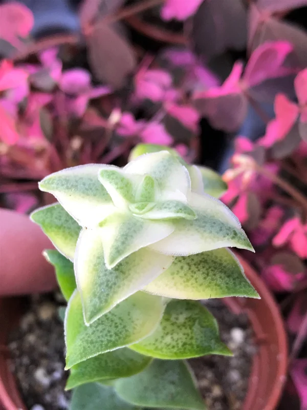 Variegated String of Buttons Live Plant – Crassula Perforata Variegata Succulent – Indoor/Outdoor - Image 3