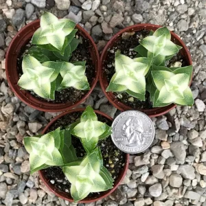 Variegated String of Buttons Live Plant – Crassula Perforata Variegata Succulent – Indoor/Outdoor - Image 4