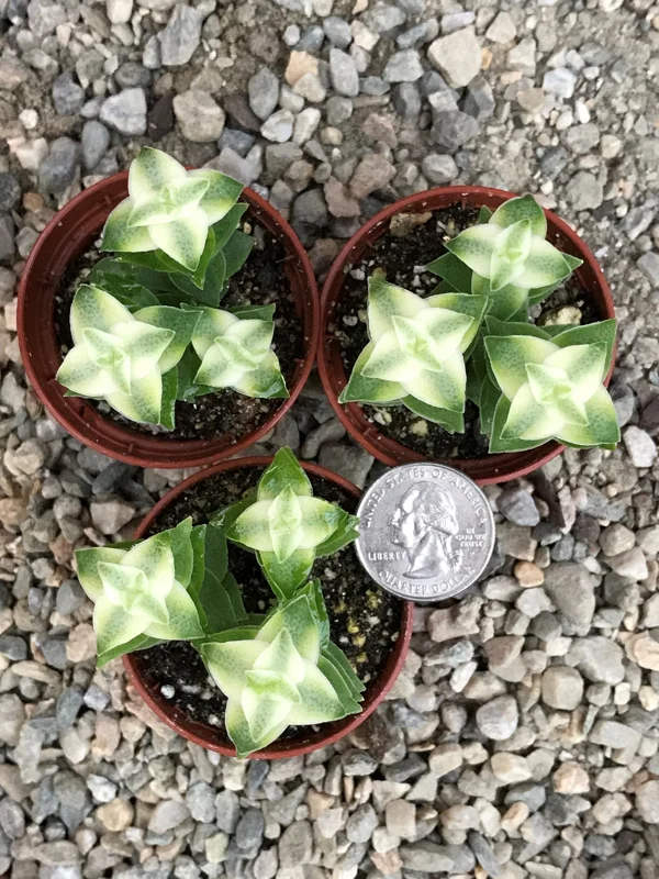 Variegated String of Buttons Live Plant – Crassula Perforata Variegata Succulent – Indoor/Outdoor - Image 4