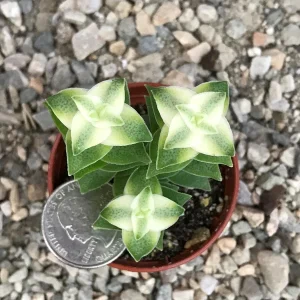 Variegated String of Buttons Live Plant – Crassula Perforata Variegata Succulent – Indoor/Outdoor - Image 5