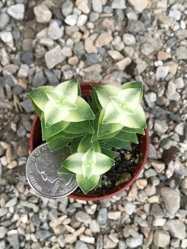 Variegated String of Buttons Live Plant – Crassula Perforata Variegata Succulent – Indoor/Outdoor - Image 5
