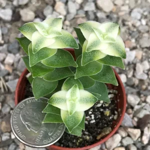 Variegated String of Buttons Live Plant – Crassula Perforata Variegata Succulent – Indoor/Outdoor - Image 6