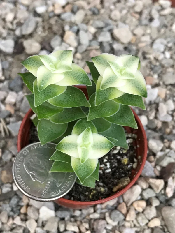 Variegated String of Buttons Live Plant – Crassula Perforata Variegata Succulent – Indoor/Outdoor - Image 6