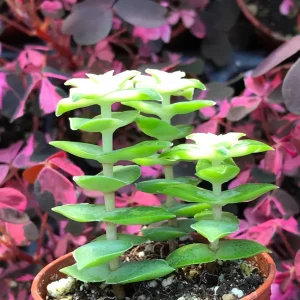 Variegated String of Buttons Live Plant – Crassula Perforata Variegata Succulent – Indoor/Outdoor - Image 7