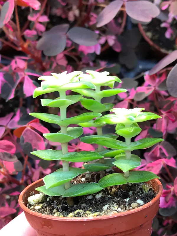 Variegated String of Buttons Live Plant – Crassula Perforata Variegata Succulent – Indoor/Outdoor - Image 7