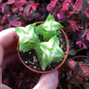 Variegated String of Buttons Live Plant – Crassula Perforata Variegata Succulent – Indoor/Outdoor - Image 1