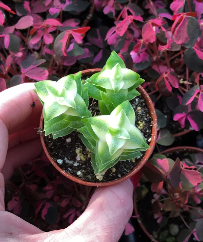 Variegated String of Buttons Live Plant – Crassula Perforata Variegata Succulent – Indoor/Outdoor - Image 1