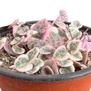 Variegated String of Hearts Live Plant - Ceropegia Woodii Variegata - 2 Inch Pot, 3-5 Inch Tall Trailing Succulent - Image 10