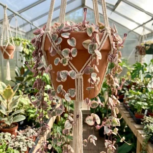 Variegated String of Hearts Live Plant - Ceropegia Woodii Variegata - 2 Inch Pot, 3-5 Inch Tall Trailing Succulent - Image 2