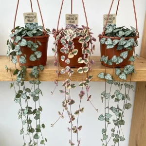 Variegated String of Hearts Live Plant - Ceropegia Woodii Variegata - 2 Inch Pot, 3-5 Inch Tall Trailing Succulent - Image 3