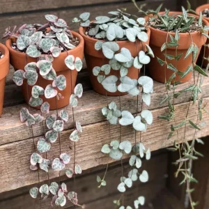 Variegated String of Hearts Live Plant - Ceropegia Woodii Variegata - 2 Inch Pot, 3-5 Inch Tall Trailing Succulent - Image 4