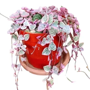 Variegated String of Hearts Live Plant - Ceropegia Woodii Variegata - 2 Inch Pot, 3-5 Inch Tall Trailing Succulent - Image 5