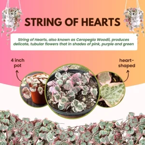 Variegated String of Hearts Live Plant - Ceropegia Woodii Variegata - 2 Inch Pot, 3-5 Inch Tall Trailing Succulent - Image 6