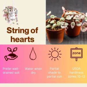 Variegated String of Hearts Live Plant - Ceropegia Woodii Variegata - 2 Inch Pot, 3-5 Inch Tall Trailing Succulent - Image 7