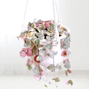 Variegated String of Hearts Live Plant - Ceropegia Woodii Variegata - 2 Inch Pot, 3-5 Inch Tall Trailing Succulent - Image 9
