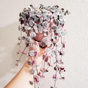 Variegated String of Hearts Live Plant - Ceropegia Woodii Variegata - 2 Inch Pot, 3-5 Inch Tall Trailing Succulent - Image 1