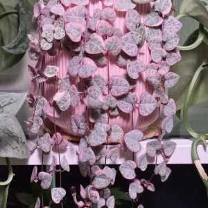 Variegated String of Hearts Live Succulent Plant - 4 Inch Pot, 4-7 Inch Tall - Image 2
