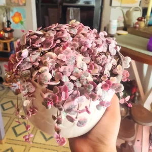 Variegated String of Hearts Live Succulent Plant - 4 Inch Pot, 4-7 Inch Tall - Image 3