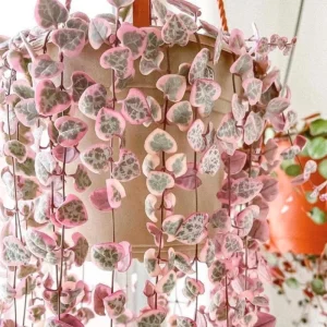 Variegated String of Hearts Live Succulent Plant - 4 Inch Pot, 4-7 Inch Tall - Image 1