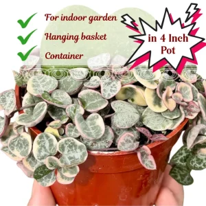 Variegated String of Hearts Live Succulent Plant - 4 Inch Pot, 4-7 Inch Tall - Image 4