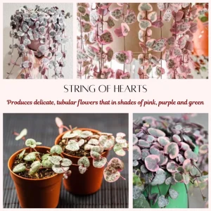Variegated String of Hearts Live Succulent Plant - 4 Inch Pot, 4-7 Inch Tall - Image 5