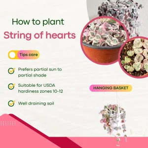 Variegated String of Hearts Live Succulent Plant - 4 Inch Pot, 4-7 Inch Tall - Image 6