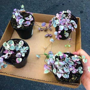 Variegated String of Hearts Live Succulent Plant - 4 Inch Pot, 4-7 Inch Tall - Image 7