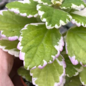 Variegated Swedish Ivy Live Plant – 5x 2-inch Pots – Plectranthus Coleoides - Image 3