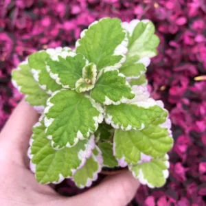Variegated Swedish Ivy Live Plant – 5x 2-inch Pots – Plectranthus Coleoides - Image 1