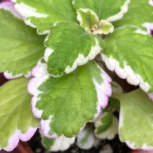 Variegated Swedish Ivy Live Plant – 5x 2-inch Pots – Plectranthus Coleoides - Image 4
