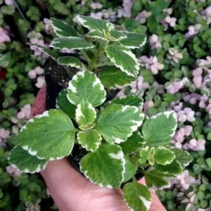 Variegated Swedish Ivy Live Plant – 5x 2-inch Pots – Plectranthus Coleoides - Image 5