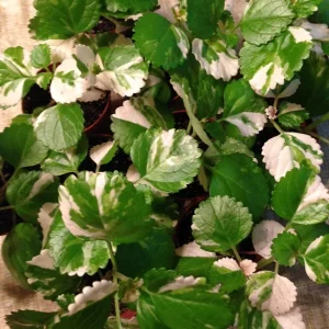 Variegated Swedish Ivy Live Plant - Plectranthus Australis - Indoor Houseplant - Image 2