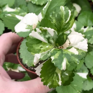 Variegated Swedish Ivy Live Plant - Plectranthus Australis - Indoor Houseplant - Image 1