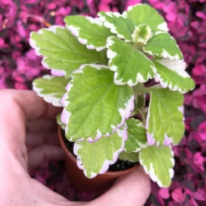Variegated Swedish Ivy Live Plant - Plectranthus Coleoides - Indoor Outdoor - Image 2