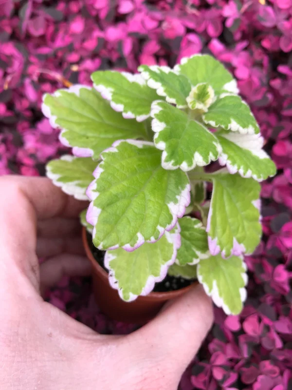 Variegated Swedish Ivy Live Plant - Plectranthus Coleoides - Indoor Outdoor - Image 2