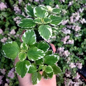Variegated Swedish Ivy Live Plant - Plectranthus Coleoides - Indoor Outdoor - Image 1