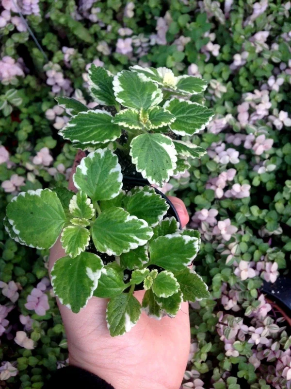Variegated Swedish Ivy Live Plant - Plectranthus Coleoides - Indoor Outdoor - Image 1