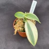 Variegated Vanilla Bean Orchid Live Plant - Vanilla planifolia 'Albo-Marginata' Indoor - Image 1