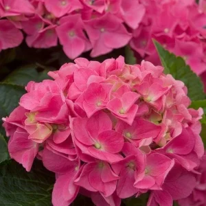 Vienna Pink Hydrangea Seeds - 5 Count - Perennial Shrub Flower - Image 18